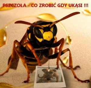  Gdy ukąsi pszczoła
